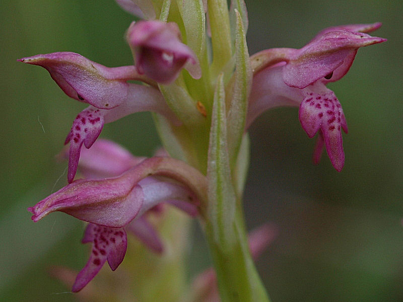 Anacamptis coriophora